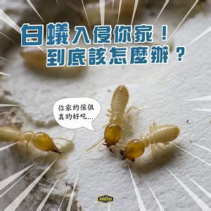 家裡有白蟻該如何處理